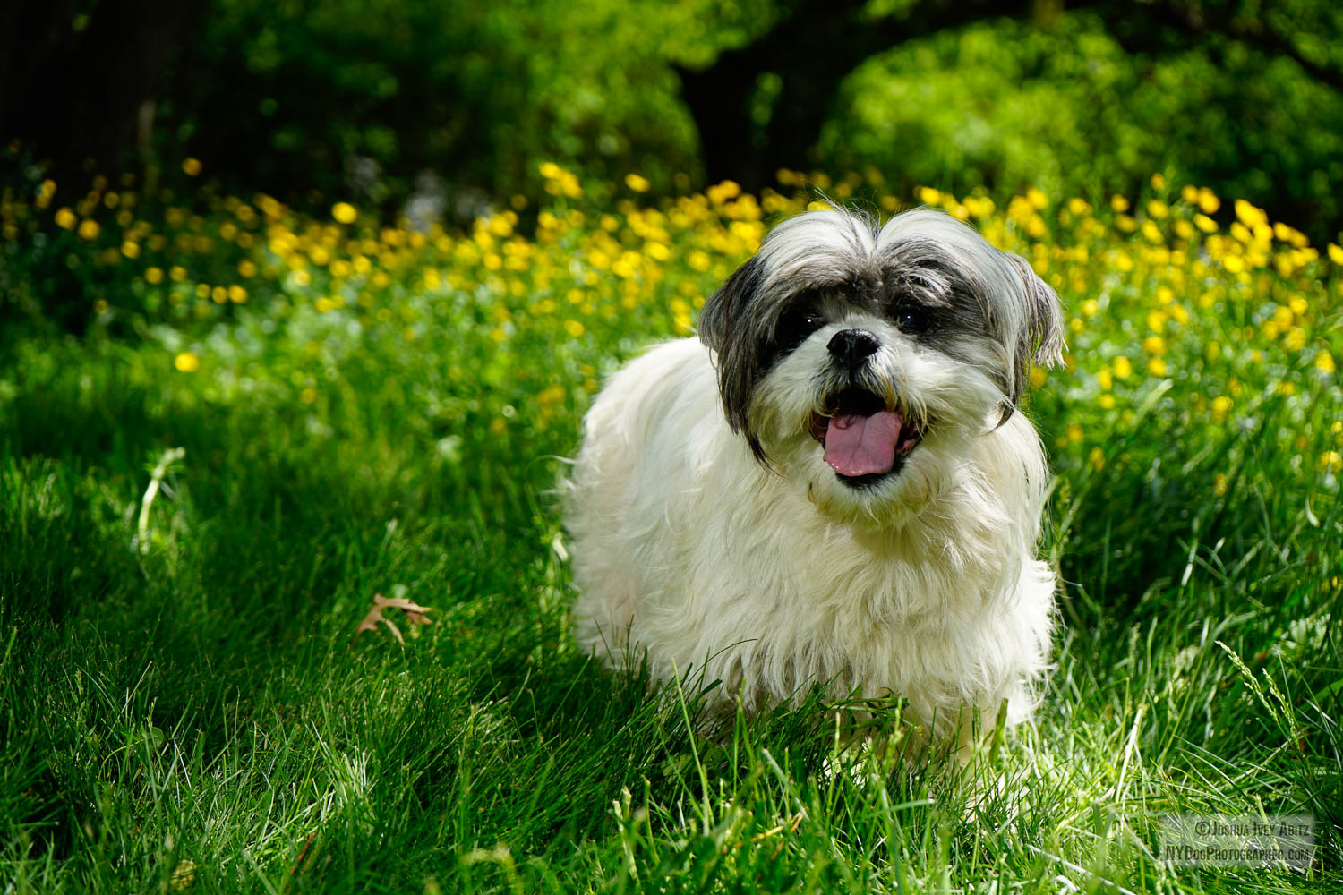 Hadley, a grey and white Shih Tzu New York dog smiling in a soulful portrait by New York dog photographer Joshua Ivey Abitz