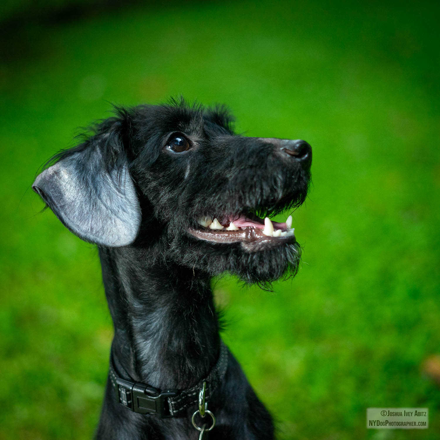 a black floppy-eared New York dog smiling in a soulful portrait by New York dog photographer Joshua Ivey Abitz