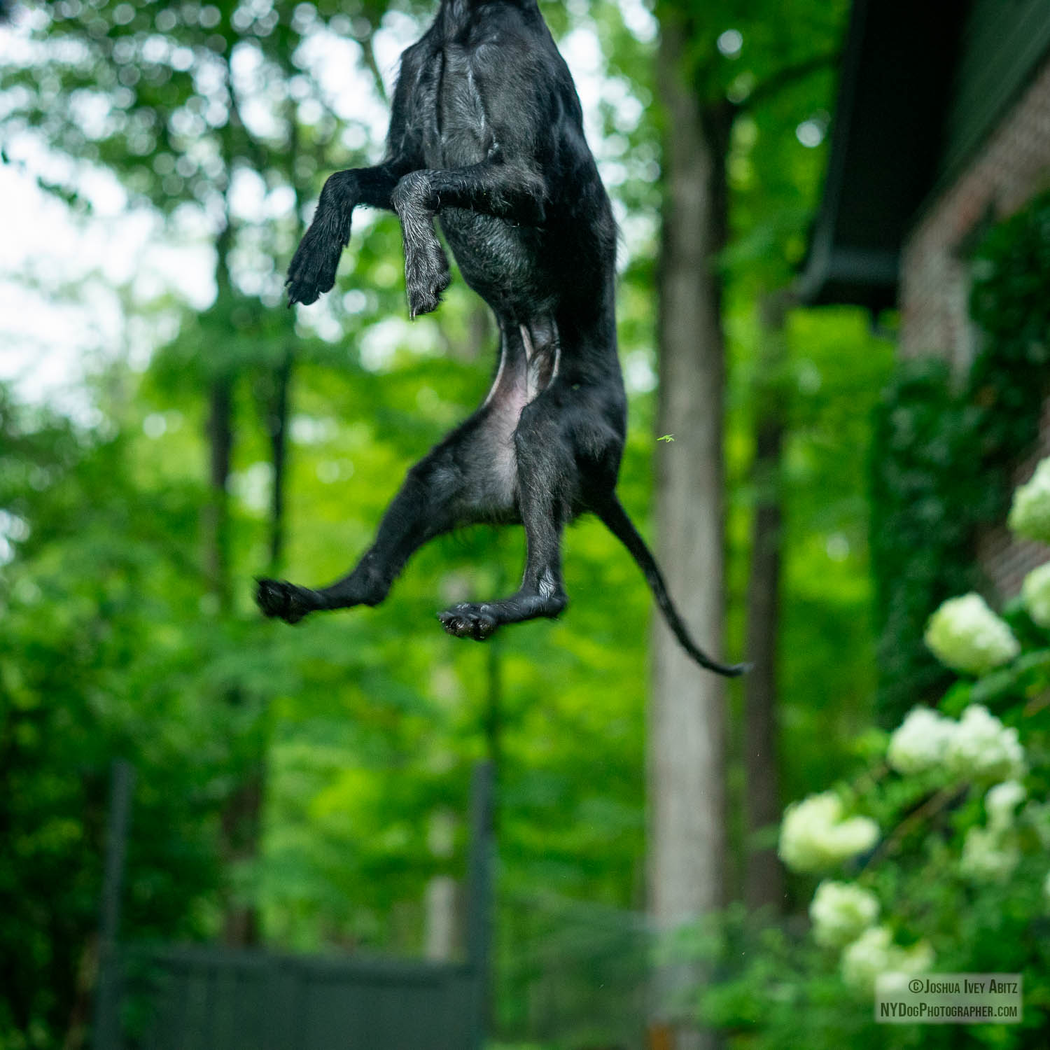 Milton, a black floppy-eared New York dog jumping so high his head is off camera in a soulful portrait by New York dog photographer Joshua Ivey Abitz