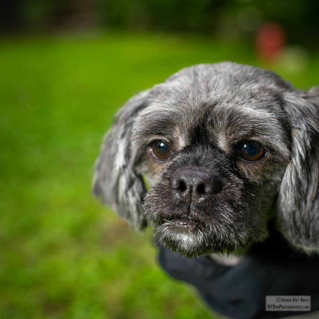 Karma, a New York Shih Tzu smiling in a soulful portrait by New York dog photographer Joshua Ivey Abitz