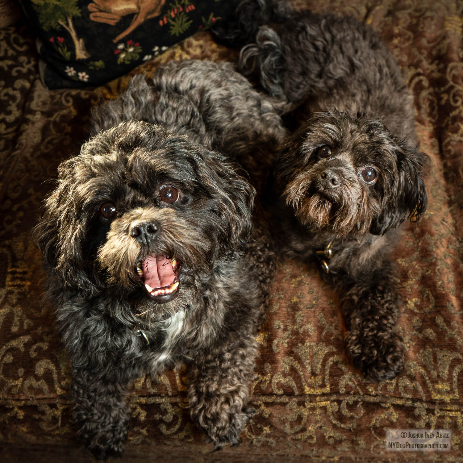 Pip and Smithy are New York dogs smiling in a soulful portrait by New York dog photographer Joshua Ivey Abitz