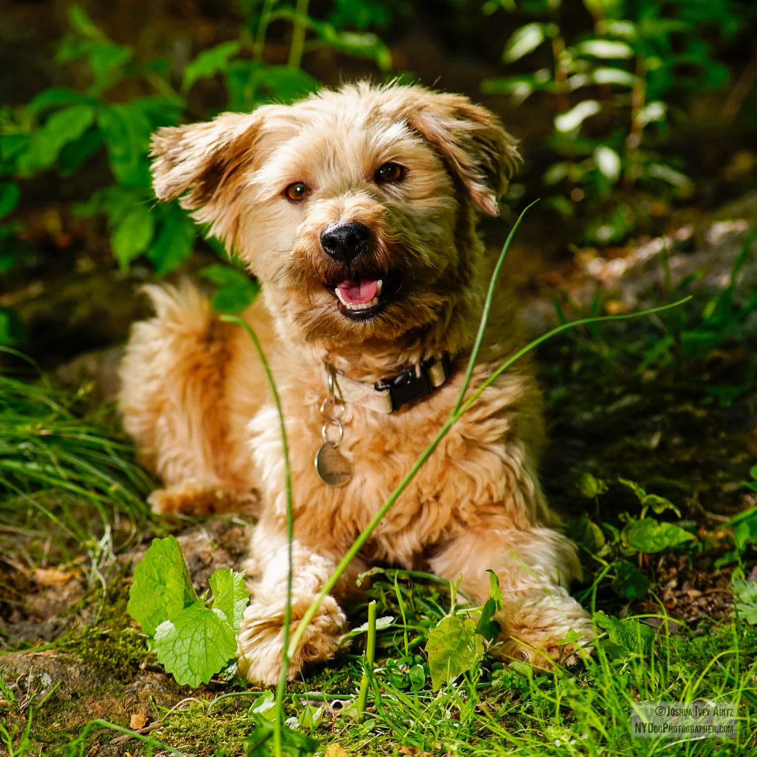 Lucky Jo, a light brown hair-not-fur New York dog smiling in a soulful portrait by New York dog photographer Joshua Ivey Abitz