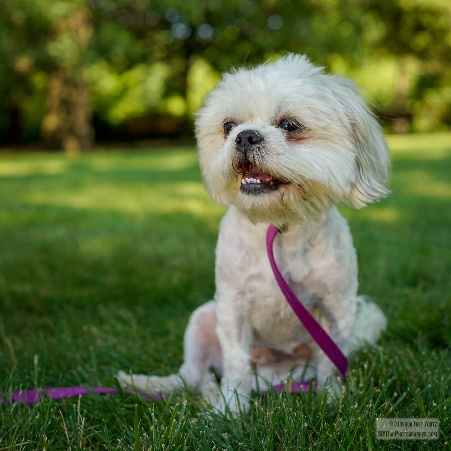 Vivian, a white New York dog smiling in a soulful portrait by New York dog photographer Joshua Ivey Abitz