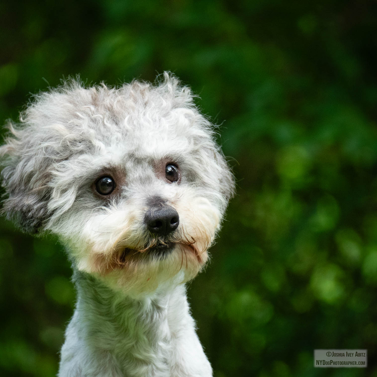 a grey New York dog smiling in a soulful portrait by New York dog photographer Joshua Ivey Abitz