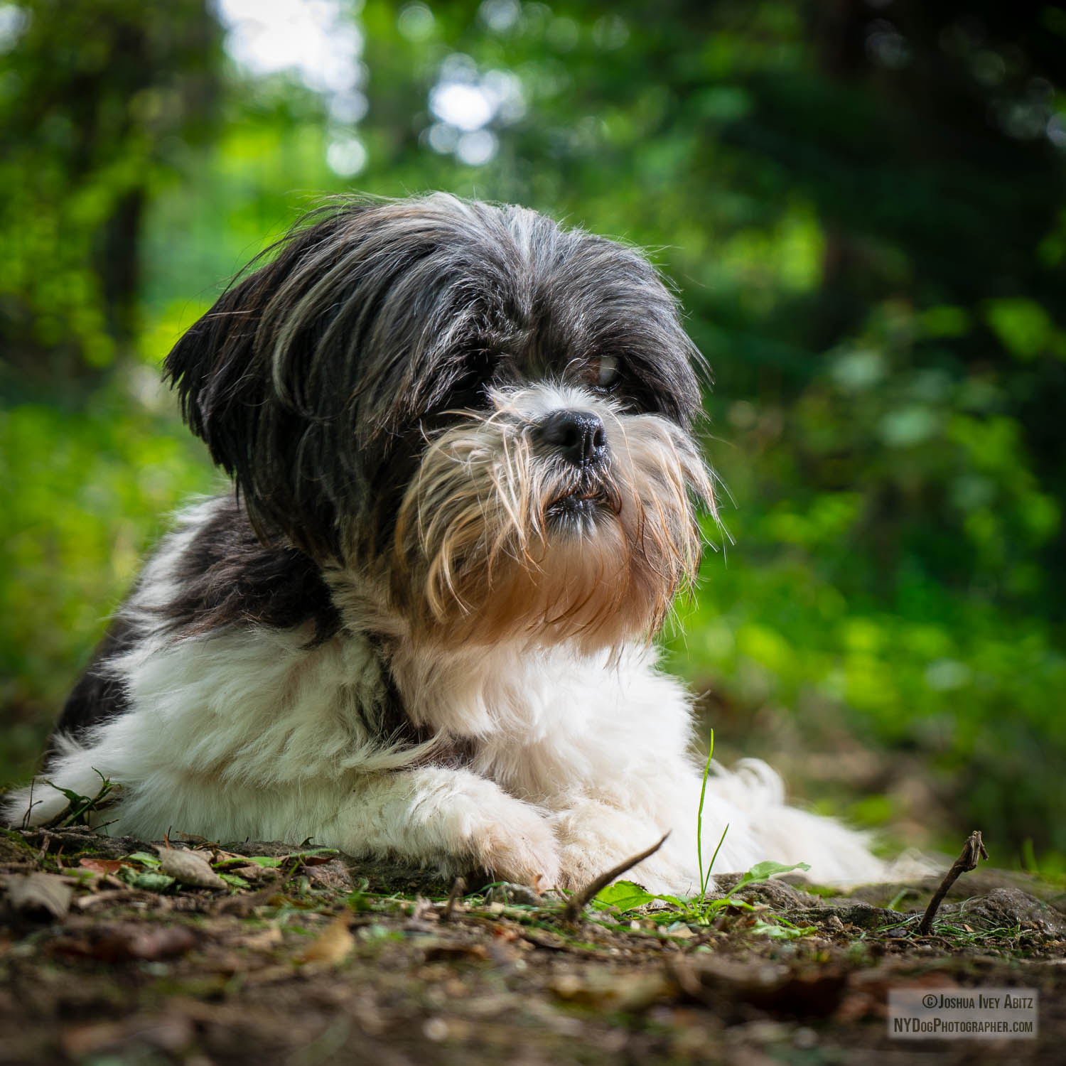 Millicent, a black and white Shih Tzu rescue dog smiling in a soulful portrait by New York dog photographer Joshua Ivey Abitz
