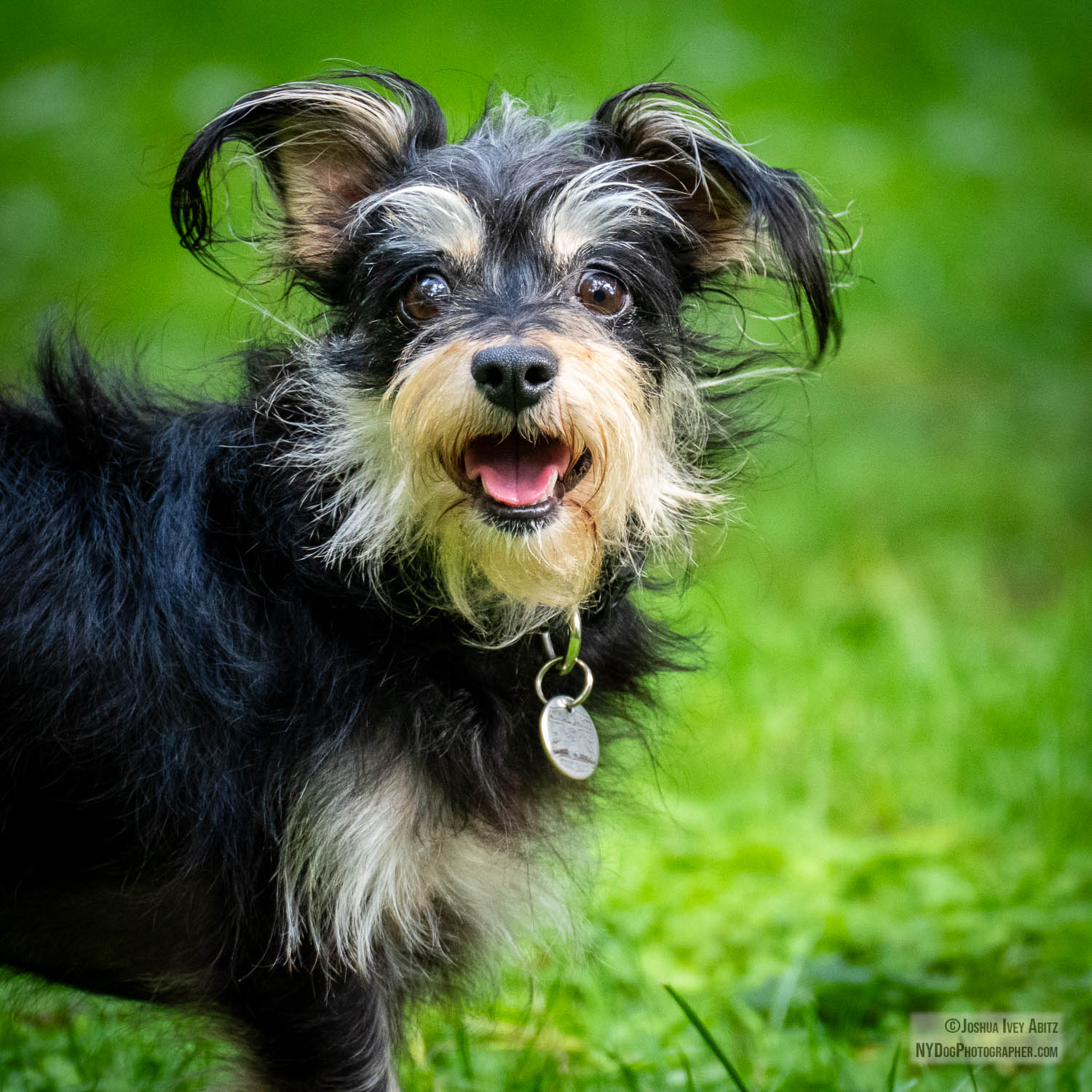 Rosemarie a black and tan New York dog smiling in a soulful portrait by New York dog photographer Joshua Ivey Abitz