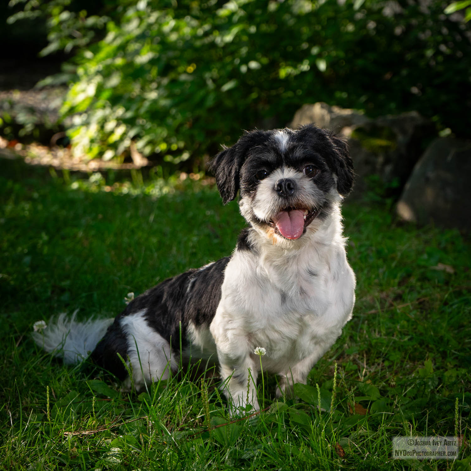 Louie, a black and white New York dog smiling in a soulful portrait by New York dog photographer Joshua Ivey Abitz