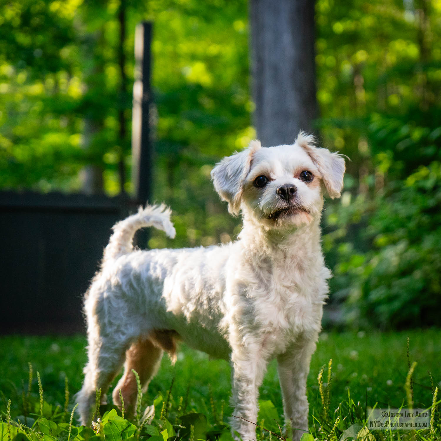 Otto, a flop eared hair-not-fur New York dog smiling in a soulful portrait by New York dog photographer Joshua Ivey Abitz